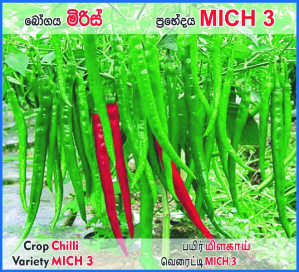 Chilli - MICH 3